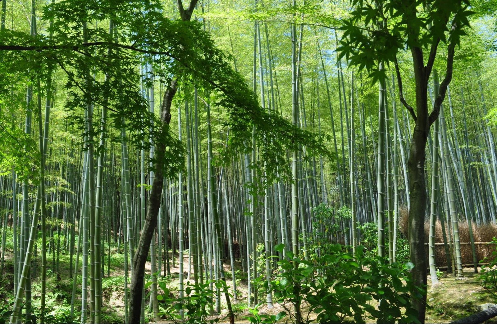 A sunlit bamboo forest, with the branches of a maple tree arching across the foreground