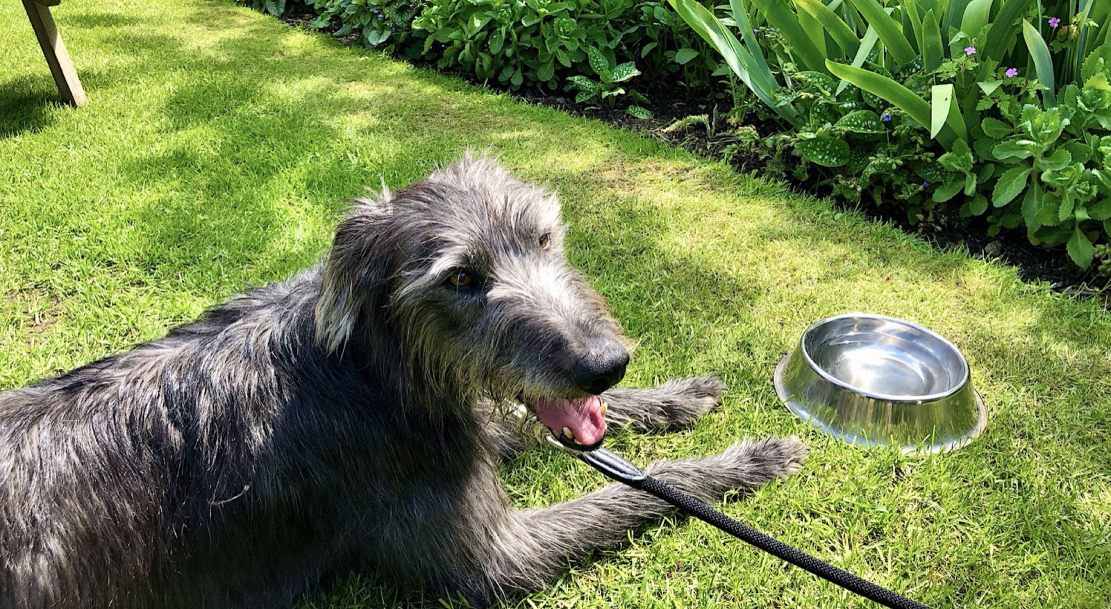 A shaggy grey lurcher on a lead lies on a sunny lawn beside a steel bowl of water